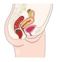 Female urogenitory