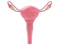 Female uterus Royalty Free Stock Photo