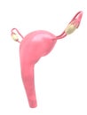 Female uterus