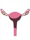 Female uterus