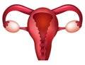 Female uterus in 3D on a white isolate.