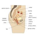 Female uterus side