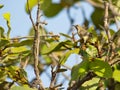 A female variable Sunbird