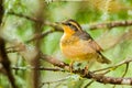 Female Varied Thrush