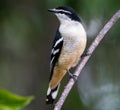 Female Varied Triller Lalage leucomela at Darwin, Northern Territory, Australia