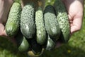 A female vegetable grower holds fresh green cucumbers in her hands