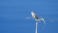 A Female Vermilion Flycatcher Pyrocephalus rubinus Perched & Hunting for Food in Mexico Royalty Free Stock Photo