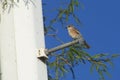 Female Vermilion Flycatcher Pyrocephalus rubinus perched on a post