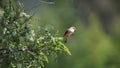 Female vermilion flycatcher in a tree