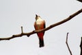 Female vermilion flycatcher in a tree