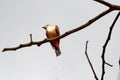 Female vermilion flycatcher in a tree