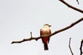 Female vermilion flycatcher in a tree