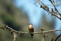 Female vermilion flycatcher in a tree