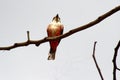 Female vermilion flycatcher in a tree