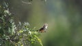 Female vermilion flycatcher in a tree