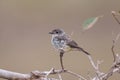 Female Vermillion Flycatcher