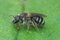 A female of the very dark and large furrow bee, Lasioglossum majus Royalty Free Stock Photo