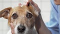 Female vet checking ears of adorable jack russell terrier dog Royalty Free Stock Photo