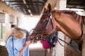 Female vet checking horse teeth Royalty Free Stock Photo