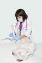 Female vet cleaning dog's injury with stick bud over gray background