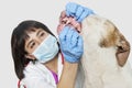 Female vet cleaning dog's teeth over gray background