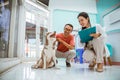 a female vet come near to siberian dog