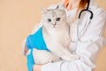 Female vet doctor holding cute scottish straight silver chinchilla cat. Veterinarian with stethoscope holding cute white cat on