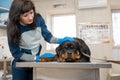 Female vet doctor in medical uniform prepare sad illness dog breed rottweiler to exam on metal table in veterinary clinic