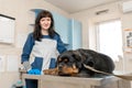 Female vet doctor in medical uniform prepare sad illness dog breed rottweiler to exam on metal table in veterinary clinic