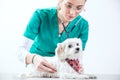 Female vet examinates a dog