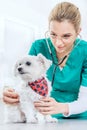 Female vet examinates a dog using a stethoscope