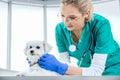 Female vet examines the fur Royalty Free Stock Photo