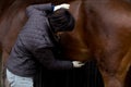 Female vet examining brown warmblood horse with stethoscope Royalty Free Stock Photo