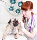 Female vet giving a pill to a obedient dog