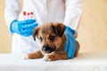 Female vet holding cute puppy in hospital