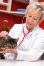 Female veterenarian examines a cat Royalty Free Stock Photo