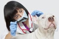 Female veterinarian checking ear's of dog against gray background