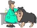 Female veterinarian checking a large dog