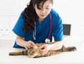 Veterinarian cleans ears to a young cat Royalty Free Stock Photo