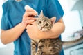 Female veterinarian doctor uses ear drops to treat a cat