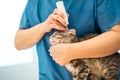 Female veterinarian doctor uses ear drops to treat a cat Royalty Free Stock Photo