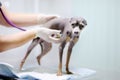 Female veterinarian doctor using stethoscope during examination dog in veterinary clinic Royalty Free Stock Photo