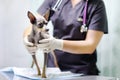 Female veterinarian doctor using stethoscope during examination dog in veterinary clinic Royalty Free Stock Photo