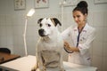 Female veterinarian with dog at vet clinic Royalty Free Stock Photo