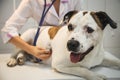 Female veterinarian with dog at vet clinic