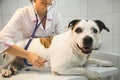 Female veterinarian with dog at vet clinic Royalty Free Stock Photo