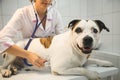 Female veterinarian with dog at vet clinic