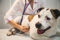 Female veterinarian with dog at vet clinic Royalty Free Stock Photo