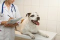 Female veterinarian with dog at vet clinic Royalty Free Stock Photo