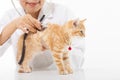 Female Veterinarian doing checkup a cute cat at clinic